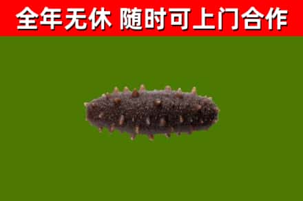都匀市回收海参干